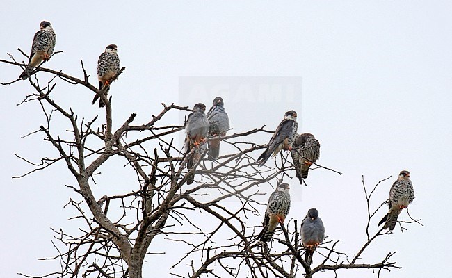 Wintering flock of Amur Falcons (Falco amurensis) resting in a dead tree in a game park in South Africa. stock-image by Agami/Dani Lopez-Velasco,
