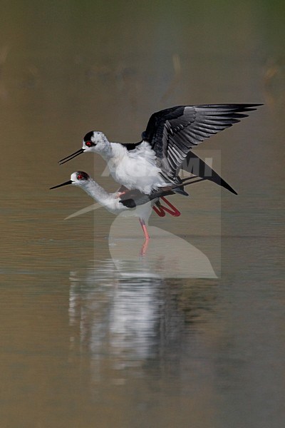 Parende Steltkluten; Black-winged Stilts mating stock-image by Agami/Daniele Occhiato,