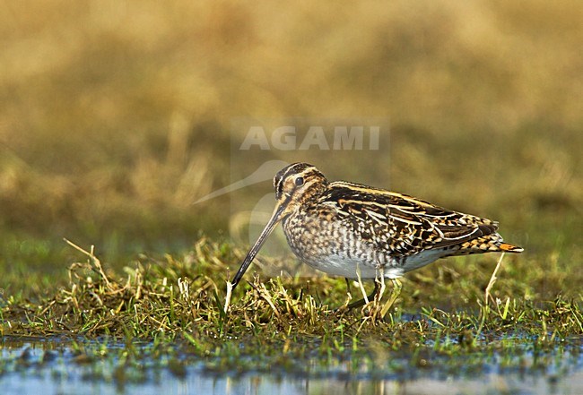 Watersnip foeragerend, Common Snipe foraging stock-image by Agami/Roy de Haas,