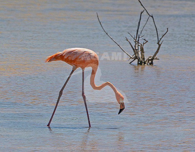 Foraging adult American flamingo (Phoenicopterus ruber) in the Dominican Republic. stock-image by Agami/Pete Morris,