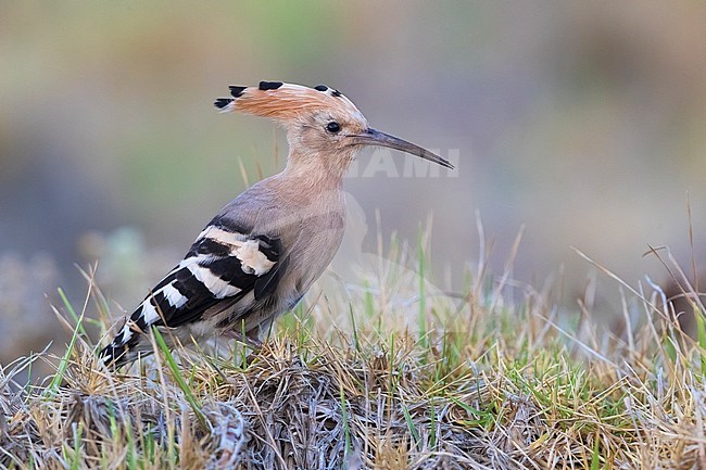 Hoopoe (Upupa epopos) perched on a rock stock-image by Agami/Daniele Occhiato,