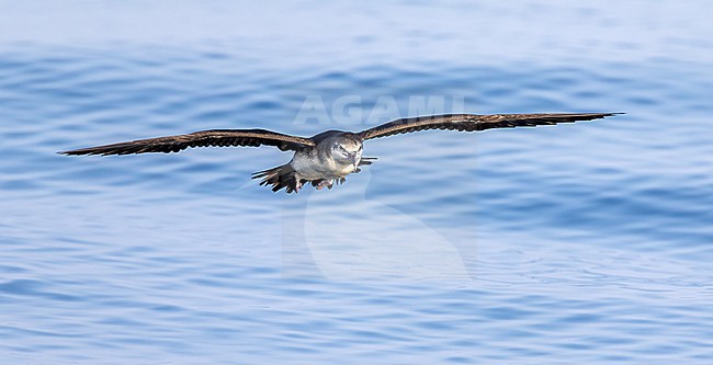 Persian shearwater (Puffinus persicus) in flight during pelagic off Mirbat, Oman stock-image by Agami/Roy de Haas,