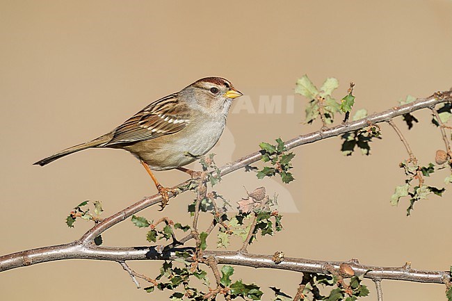 Immature
Santa Barbara Co., CA
November 2022 stock-image by Agami/Brian E Small,