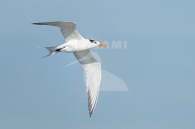  stock-image by Agami/Marcel Burkhardt,