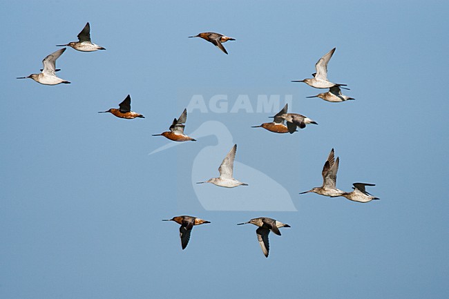 Rosse Grutto in vlucht, Bar-tailed Godwit in flight stock-image by Agami/Menno van Duijn,