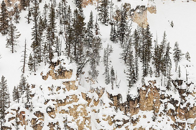 Rotswand met sneeuw en bomen; Cliff covered in snow and trees stock-image by Agami/Caroline Piek,