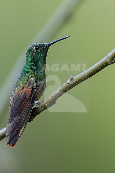 Berylline Hummingbird (Saucerottia beryllina) stock-image by Agami/Dubi Shapiro,