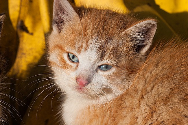 Cute looking small kitten in rural farmhouse in Poland. stock-image by Agami/Menno van Duijn,