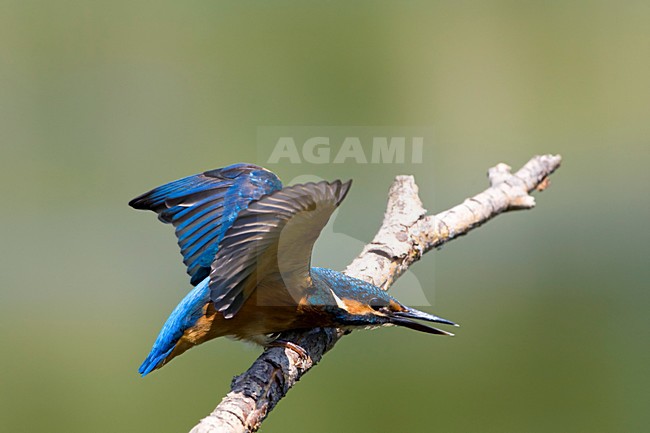 IJsvogel roepend met opgeheven vleugels, Common Kingfisher calling with raised wings stock-image by Agami/Wil Leurs,