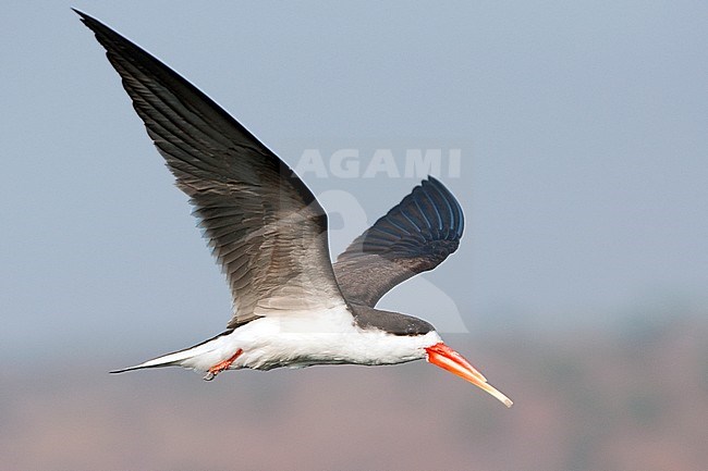 African Skimmer, Afrikaanse Schaarbek stock-image by Agami/Jacob Garvelink,