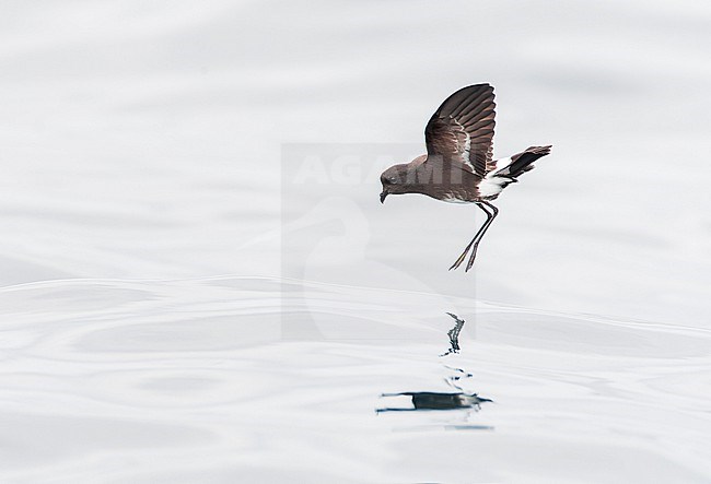 Elliot's Storm Petrel (Oceanites gracilis) flying above the sea surface on the Pacific ocean off Lima, Peru. Also known as the white-vented storm petrel. stock-image by Agami/Marc Guyt,