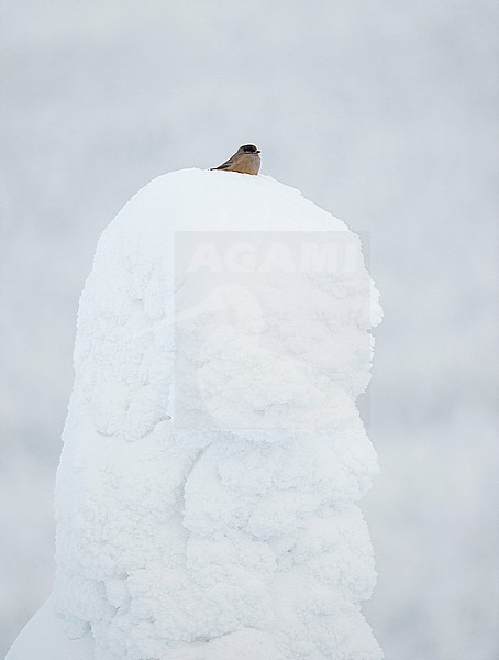 Siberian Jay (Perisoreus infaustus, kuukkeli) Kuusamo Finland february 2018. stock-image by Agami/Markus Varesvuo,