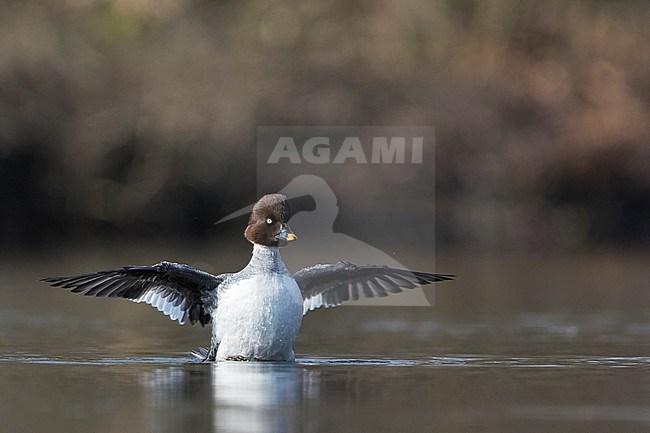 Common Goldeneye - Schellente - Bucephala clangula ssp. clangula, Germany, adult female stock-image by Agami/Ralph Martin,