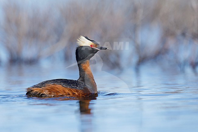 Adult American Horned Grebe (Podiceps auritus cornutus) swiming in a lake in full breeding plumage in a tundra lake Churchill, Manitoba in Canada. stock-image by Agami/Brian E Small,