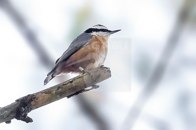 Red-breasted Nuthatch (Sitta canadensis) sitting on a branch into Pine tree canopy, Aukrug, Schleswig-Holstein, Germany. stock-image by Agami/Vincent Legrand,