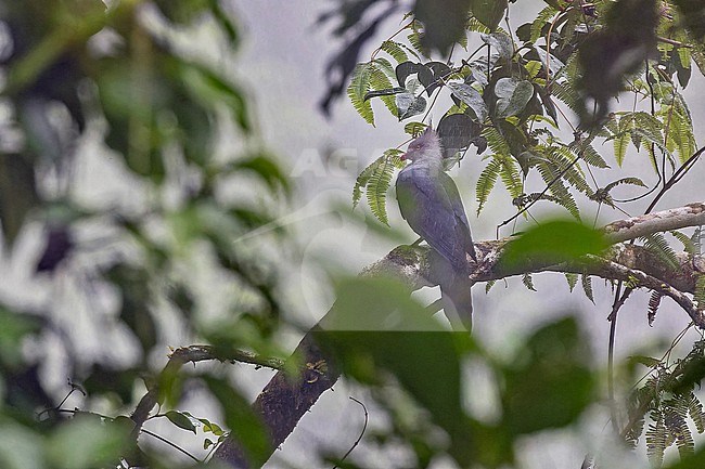 Crested Cuckoo-Dove (Reinwardtoena crassirostris) on the Solomon Islands. Hidden in canopy of a huge tree. stock-image by Agami/Pete Morris,