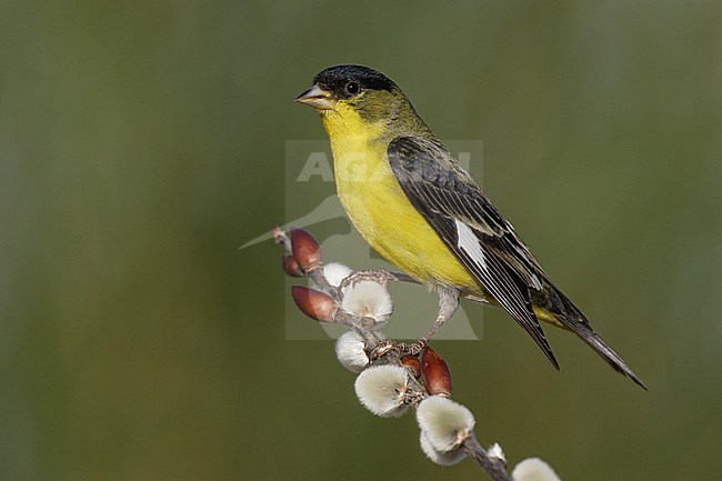 Adult male breeding
Kern Co., CA
March 2005 stock-image by Agami/Brian E Small,
