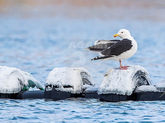 Wintering adult Great Black-backed Gull, Larus marinus, in the harbour of Vardo, Norway. stock-image by Agami/Marc Guyt,