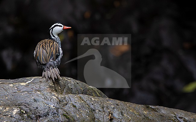 Torrent Duck (Merganetta armata) male stock-image by Agami/Lennart Verheuvel,