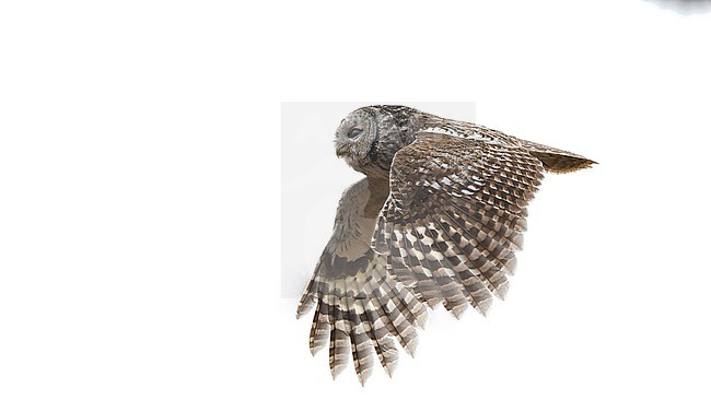 Side view of an adult Tawny Owl (Strix aluco) in flight. Estonia stock-image by Agami/Markku Rantala,