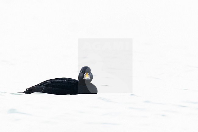 stock-image by Agami/Menno van Duijn,