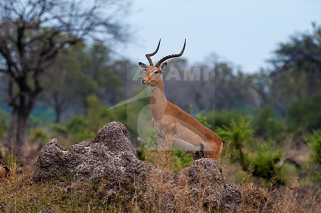 A dominant male impala, Aepyceros melampus, surveys the area from the top of a termite mound. Khwai Concession Area, Okavango, Botswana. stock-image by Agami/Sergio Pitamitz,