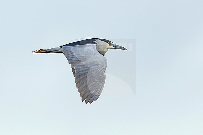 adult Black-crowned Night Heron (Nycticorax nycticorax) in flight, found in Hortobagy National Park in Hungary stock-image by Agami/Mathias Putze,