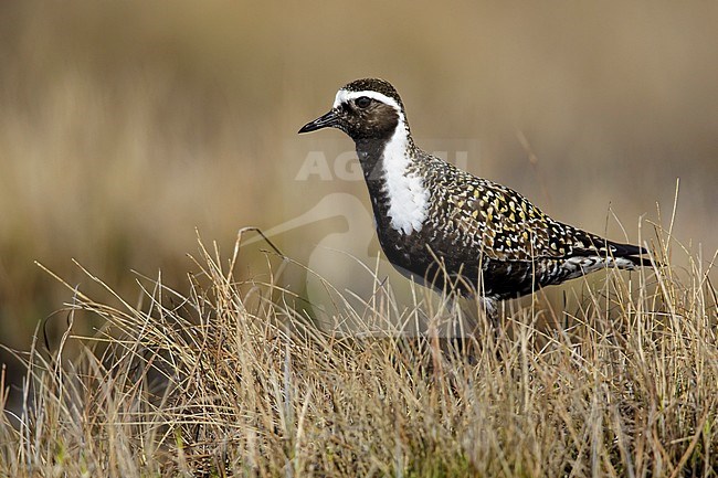Adult American Golden Plover (Pluvialis dominica) in breeding plumage on the tundra of Churchill, Manitoba, Canada. stock-image by Agami/Brian E Small,