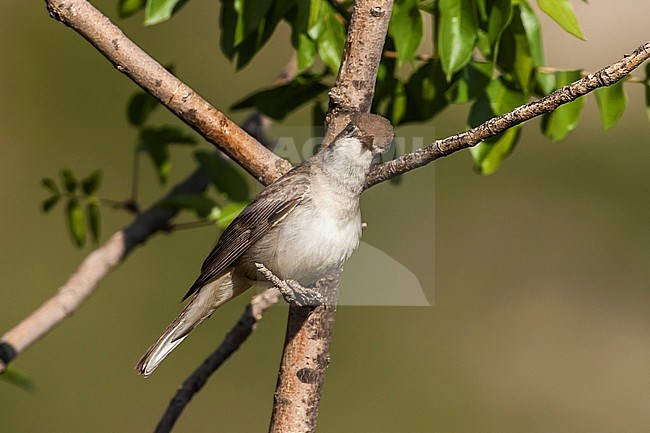 Upcher’s Warbler (Hippolais languida), perched on a tree in breeding area, Gaziantep, Turkey stock-image by Agami/Rafael Armada,