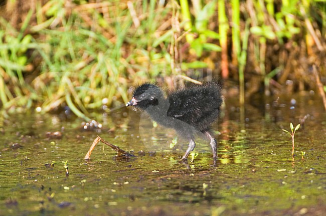 Kuiken van het Porseleinhoen; Chick of Spotted Crake stock-image by Agami/Marc Guyt,