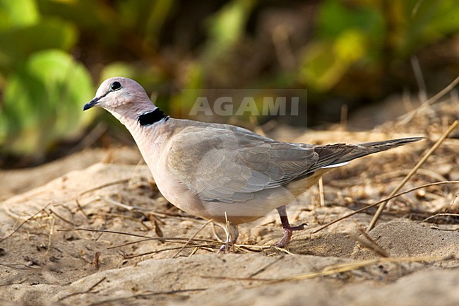 Wijntortel, Vinaceous Dove stock-image by Agami/Marc Guyt,