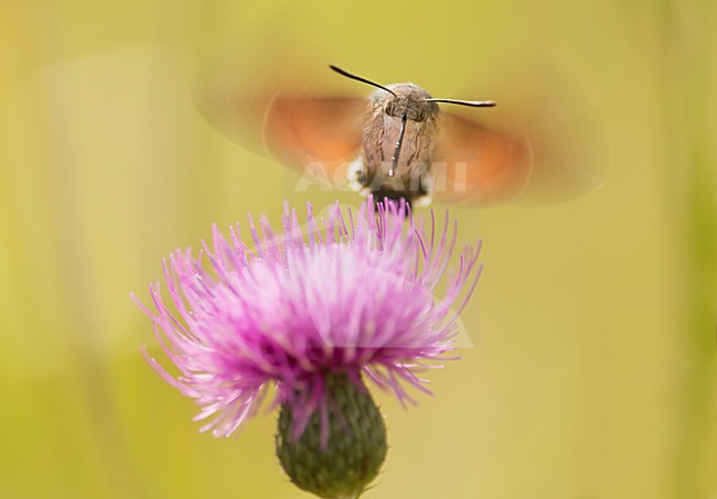 Kolibrievlinder vliegend boven paarse distel bloem, Hummingbird hakw-moth at purple flower stock-image by Agami/Rob de Jong,