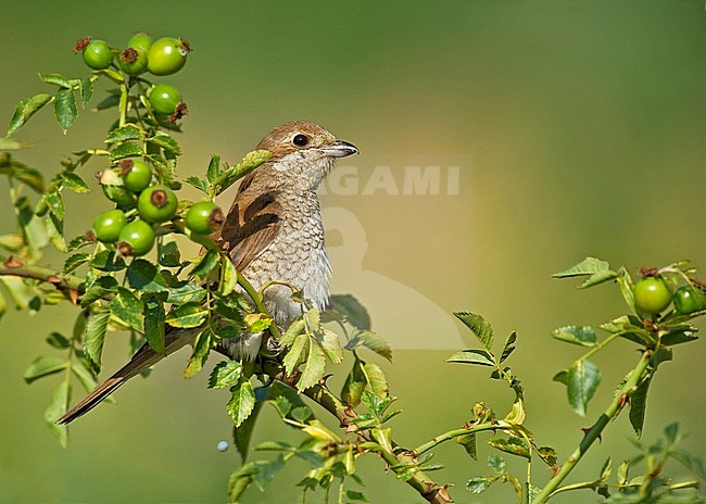Female Red-backed Shrike (Lanius collurio) perched on rosehip. stock-image by Agami/Alain Ghignone,