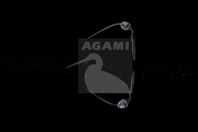 Meervleermuis, Pond bat, Myotis dasycneme stock-image by Agami/Theo Douma,