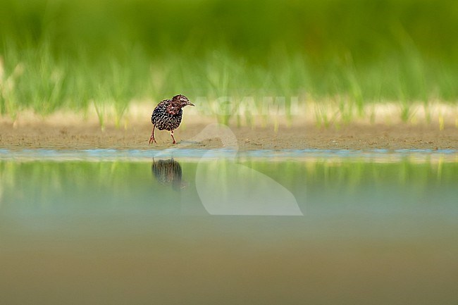 Adult Common Starling (Sturnus vulgaris) on pond bank, Czechia stock-image by Agami/Tomas Grim,