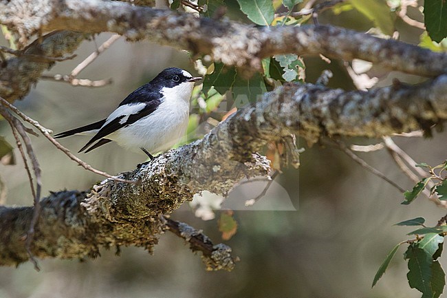 Atlas Pied Flycatcher (Ficedula speculigera), adult male perched on a branch stock-image by Agami/Saverio Gatto,