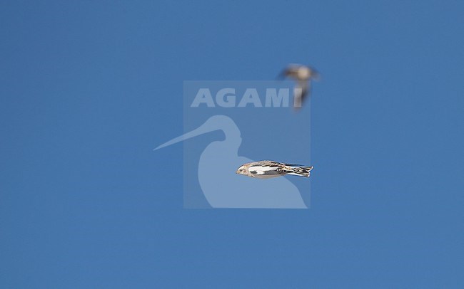 Snow Bunting (Plectrophenax nivalis nivalis) in flight at the beach near Esbjerg, Denmark stock-image by Agami/Helge Sorensen,