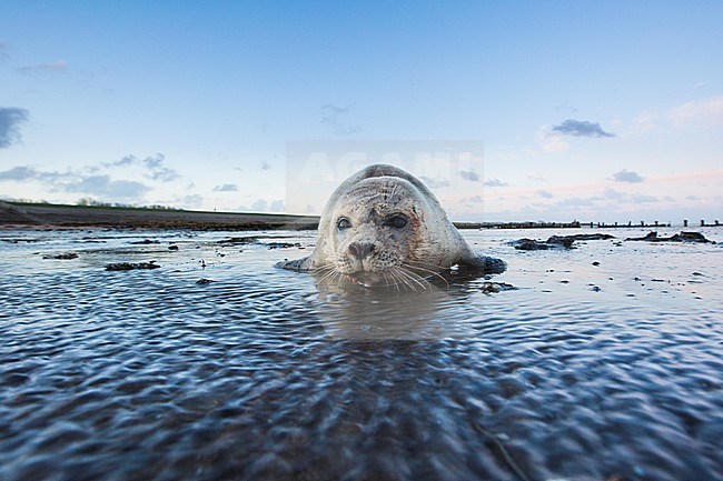 Common Seal, Gewone Zeehond, Phoca vitulina stock-image by Agami/Wil Leurs,