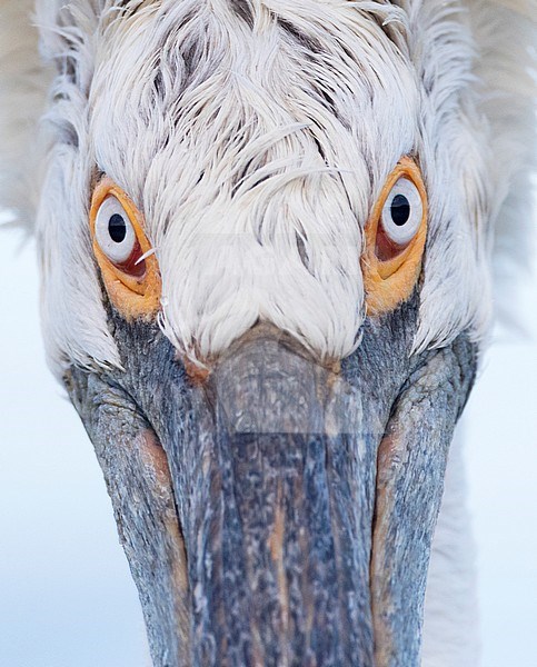 Close-up of adult Dalmatian Pelican (Pelecanus crispus) at Lake Kerkini, Greece stock-image by Agami/Marc Guyt,