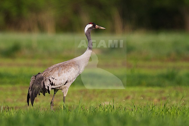 Common Crane - Kranich - Grus grus ssp. grus, Poland, adult stock-image by Agami/Ralph Martin,