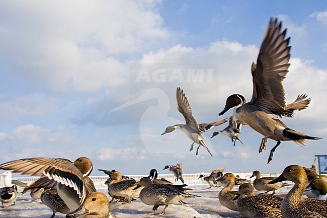 Pijlstaart in de winter; Northern Pintail in winter stock-image by Agami/Marc Guyt,