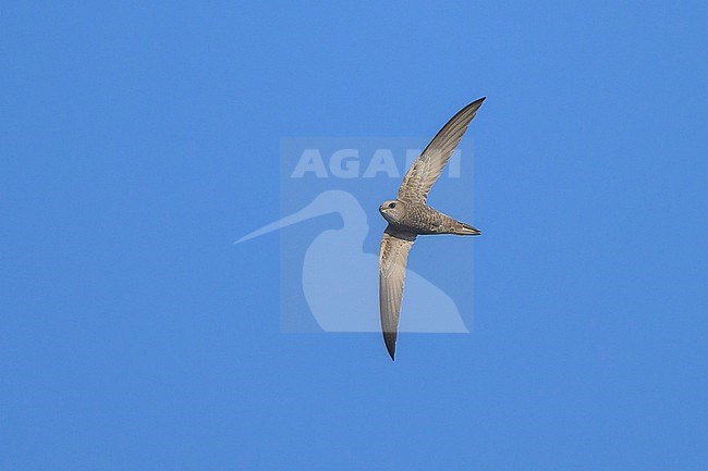 Pallid swift, Apus pallidus, in flight. stock-image by Agami/Sylvain Reyt,