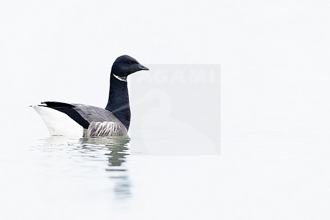  stock-image by Agami/Menno van Duijn,