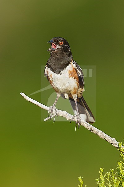 Adult Spotted Towhee (Pipilo maculatus) perched on a twig in Los Angeles County, California in USA. Singing its heart out stock-image by Agami/Brian E Small,