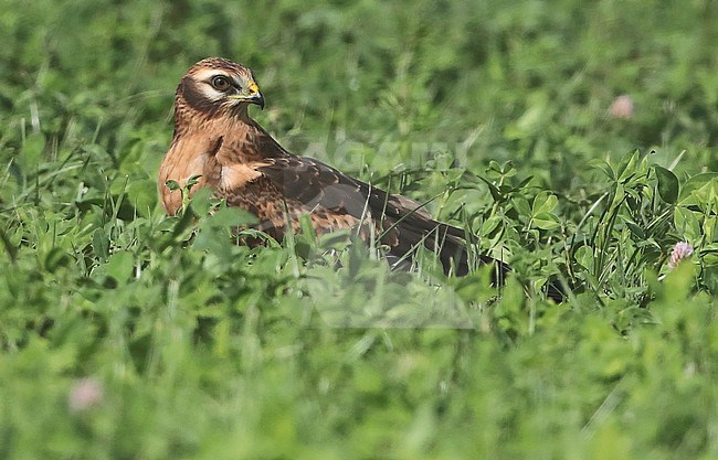 Montagus Harrier, Circus pygargus stock-image by Agami/Fred Visscher,