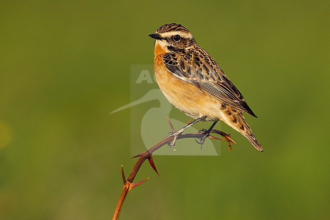 Whinchat (Saxicola rubetra) in Italy. stock-image by Agami/Daniele Occhiato,
