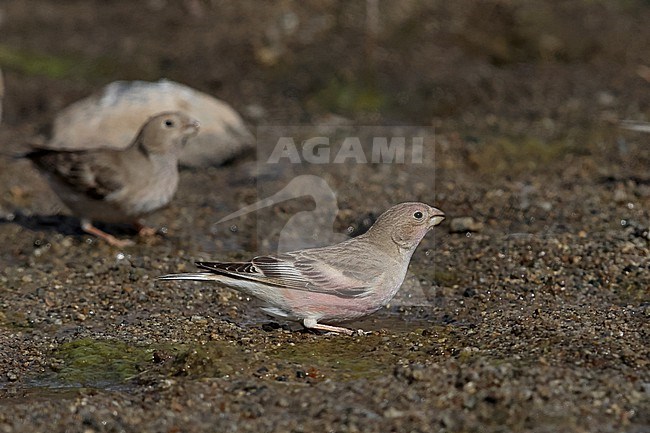 Adult Mongolian Finch (Bucanetes mongolicus) drinking at a small puddle stock-image by Agami/Mathias Putze,