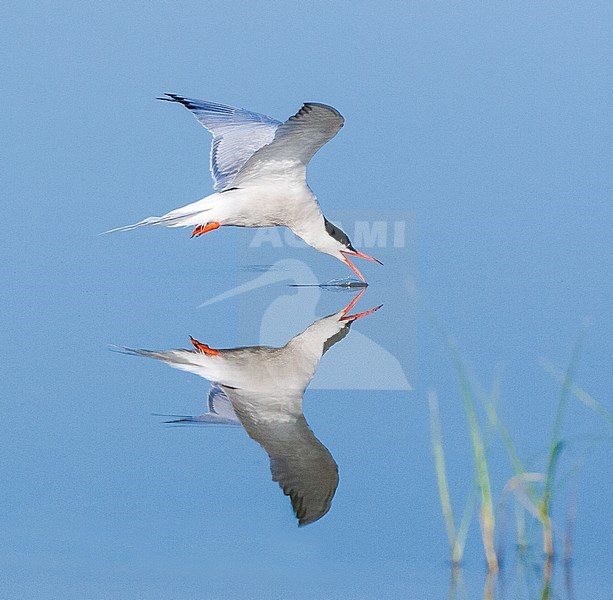 Adult Common Tern (Sterna hirundo) drinking from mirror flat freshwater lake in flight near Skala Kalloni on the Mediterranean island of Lesvos, Greece. stock-image by Agami/Marc Guyt,