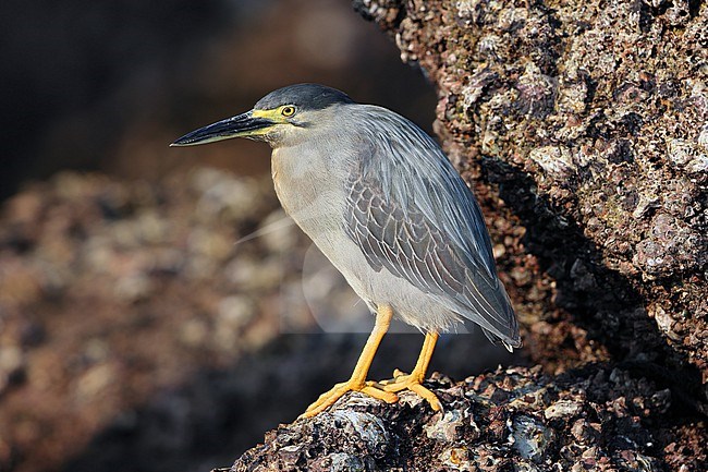 Little Heron (Butorides atricapilla brevipes) taken at Mirbat - Oman. stock-image by Agami/Aurélien Audevard,
