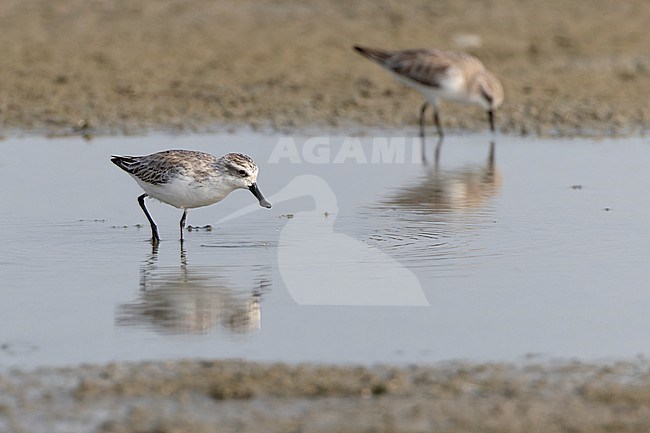Spoon-billed Sandpiper (Eurynorhynchus pygmeus) wintering at Laem Pak Bia  in Thailand. A critically endangered wader from Asia. stock-image by Agami/David Monticelli,